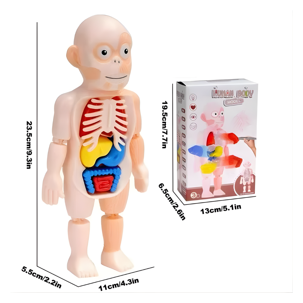 Rompecabezas 3D Anatomía del Cuerpo Humano